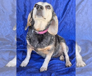 Beagle Dogs for adoption in Cuba, NY, USA