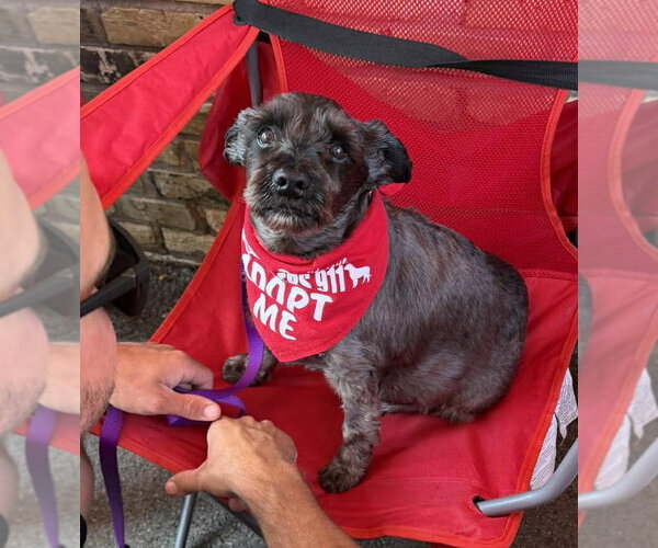 Medium Photo #9 Miniature Schnauzer-Unknown Mix Puppy For Sale in Grafton, WI, USA