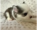Small #3 Pomsky