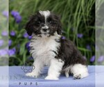 Small #2 Cavapoo