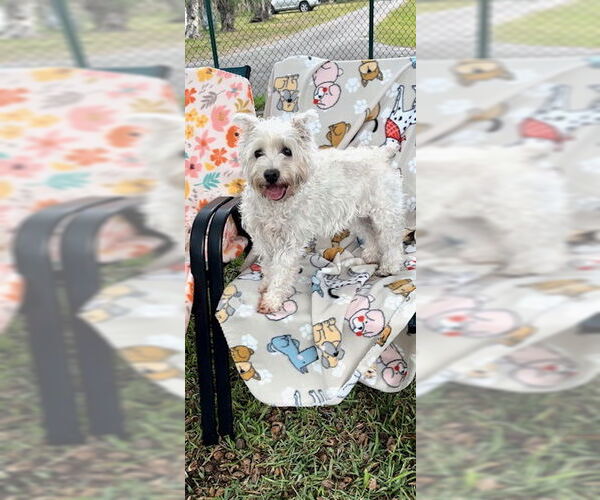 Medium Photo #7 Mutt Puppy For Sale in Weston, FL, USA