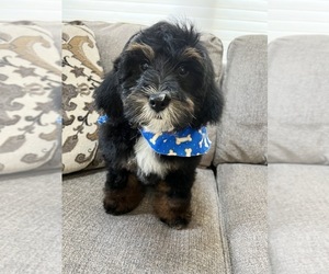 Miniature Bernedoodle-Poodle (Miniature) Mix Puppy for sale in RICHMOND, IL, USA
