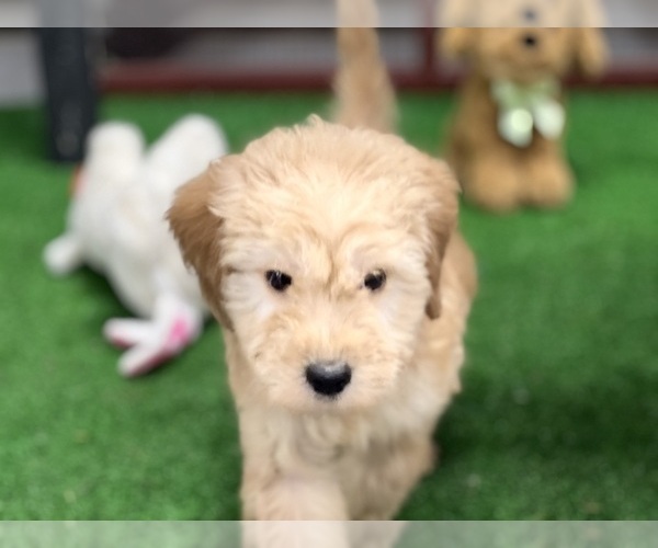 Medium Photo #5 Irish Doodle Puppy For Sale in DUNDEE, OH, USA