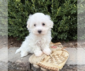 Maltese Puppy for sale in MIDDLEBURY, IN, USA