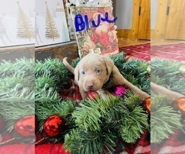 Medium Photo #3 Labrador Retriever Puppy For Sale in LINDEN, MI, USA