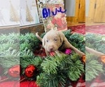 Small Photo #3 Labrador Retriever Puppy For Sale in LINDEN, MI, USA