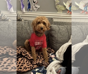 Mother of the Goldendoodle (Miniature) puppies born on 04/30/2025