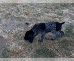 Small #4 German Shorthaired Pointer