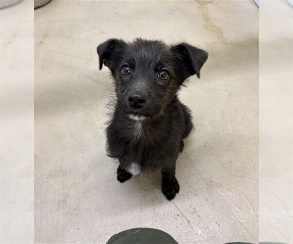 Medium Photo #1 Mutt Puppy For Sale in Temple, TX, USA