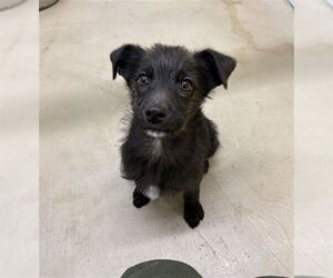 Mutt Dogs for adoption in Temple, TX, USA
