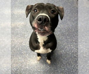 American Pit Bull Terrier-Unknown Mix Dogs for adoption in Anchorage, AK, USA