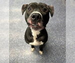 Small Photo #1  Puppy For Sale in , 