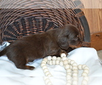 Puppy Snoopy Dachshund