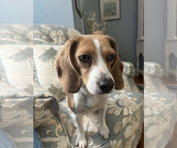 Medium Photo #3 Beagle Puppy For Sale in Springdale, PA, USA