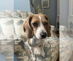 Small #2 Beagle