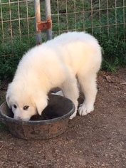 Great Pyrenees Puppy for sale in WEST MONROE, LA, USA