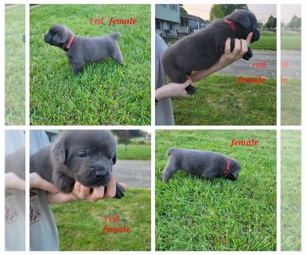 Medium Photo #1 Cane Corso Puppy For Sale in HEATH, OH, USA