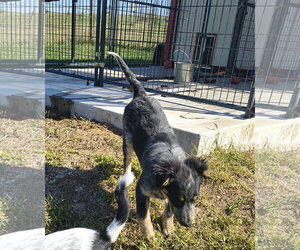 Bodie - Male Australian Shepherd-Red Heeler Mix Dog for Adoption - Photo #4