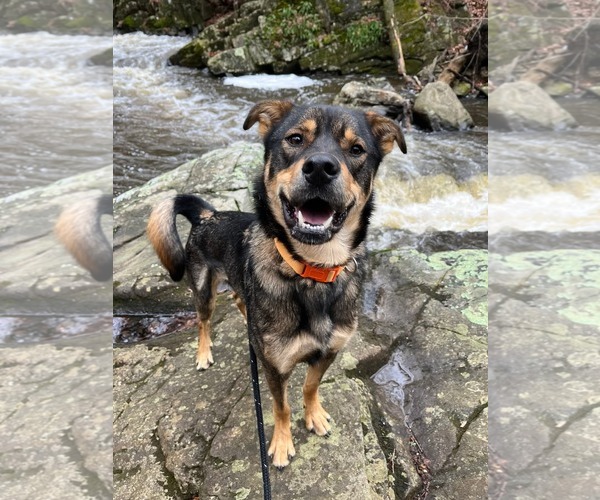 Medium Photo #7 Mutt Puppy For Sale in Rockaway, NJ, USA