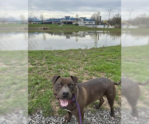 Medium Photo #3 American Pit Bull Terrier Puppy For Sale in Canfield, OH, USA