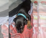 Small Photo #18 Doberman Pinscher Puppy For Sale in GOOSE CREEK, SC, USA