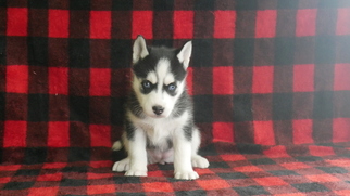 Siberian Husky Puppy for sale in KENSINGTON, OH, USA