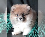 Small #2 Pomeranian