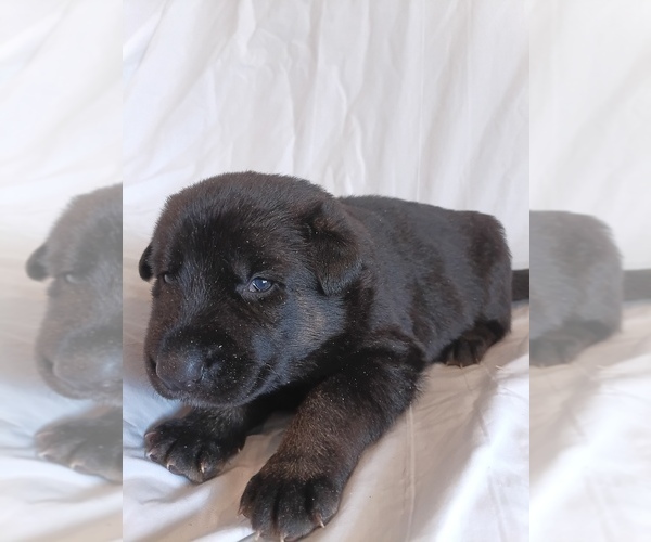 Medium Photo #2 German Shepherd Dog Puppy For Sale in LITCHFIELD, MI, USA