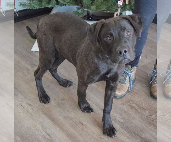 Medium Photo #2 American Staffordshire Terrier-Unknown Mix Puppy For Sale in Huntley, IL, USA