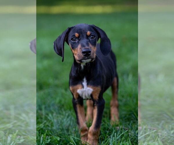 Medium Photo #3 Doberman Pinscher-Unknown Mix Puppy For Sale in Minneaoplis, MN, USA