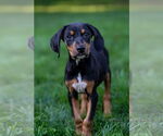 Small #2 Doberman Pinscher Mix