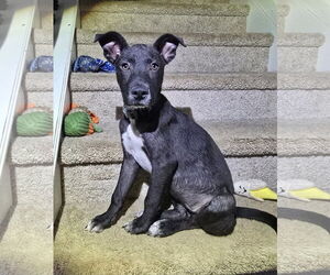 Mutt Dogs for adoption in Greenville, SC, USA