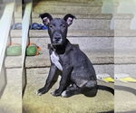 Small Mutt