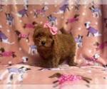 Small #8 Cavapoo