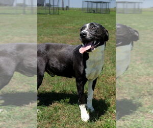 Grant - Male Mutt Dog for Adoption - Photo #2