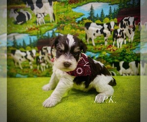 Schnauzer (Miniature) Puppy for sale in WINNSBORO, LA, USA