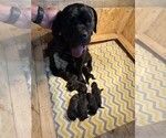 Small Photo #1 Cane Corso Puppy For Sale in MANNING, IA, USA