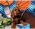 Small Photo #5 Irish Setter Puppy For Sale in BIRD IN HAND, PA, USA