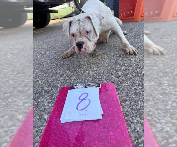 Medium Photo #2 Boxer Puppy For Sale in Dumont, NJ, USA