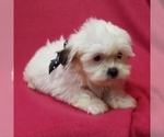 Small Photo #6 ShihPoo Puppy For Sale in BUFFALO, MO, USA