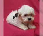 Small #5 ShihPoo