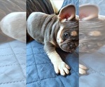 Small Photo #25 French Bulldog Puppy For Sale in MANHATTAN, NY, USA