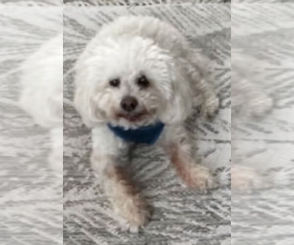 Medium Photo #2 Maltichon Puppy For Sale in Tampa, FL, USA
