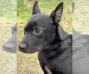 Bart - Male Mutt Dog for Adoption - Photo #4