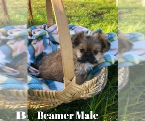 Chorkie Puppy for Sale in KOPPERL, Texas USA