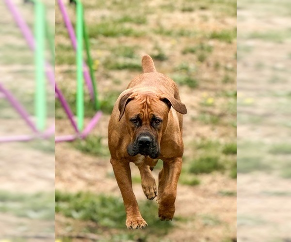 Medium Photo #1 Boerboel Puppy For Sale in ROY, WA, USA