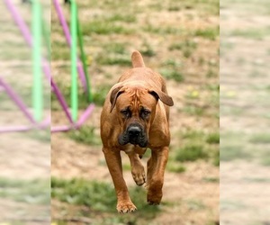 Mother of the Boerboel puppies born on 03/19/2026