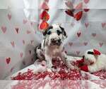 Puppy Harlequin Girl Great Dane