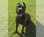 Small Presa Canario Mix