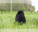 Small Photo #19 Goldendoodle-Poodle (Miniature) Mix Puppy For Sale in WARSAW, IN, USA